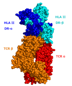 T cell receptor and HLA complex