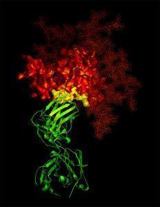 B12 antibody