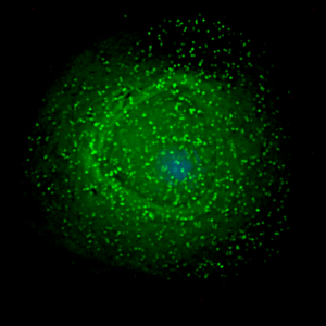 HIV on macrophage