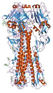 Influenza virus hemagglutinin