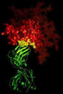 HIV ligand receptor binding