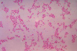 commensal bacteria