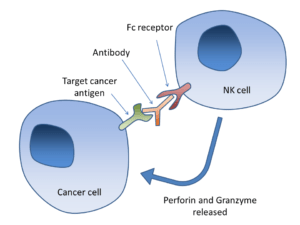 Antibody dependent cell-mediated cytotoxicity