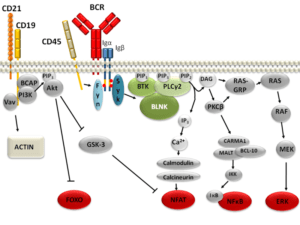 B cell signalling pathways