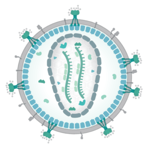 HIV virion structure