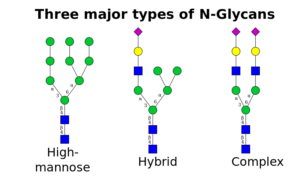 Three types of N-linked glycans