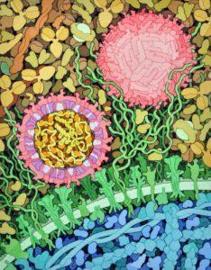 Drawing of Zika virus particle