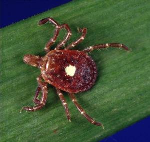 a Lone Star tick: one species of tick responsible for spreading alpha-gal allergy (CDC, Wikimedia Commons)