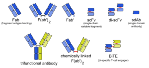 bispecific antibody