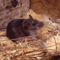 Knock-in Mouse Model