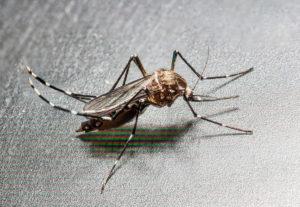 Aedes albopictus (Mosquito tigre)