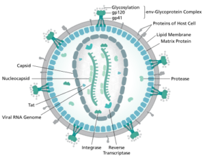 HIV virion structure (Thomas Splettstoesser, Wikimedia Commons)