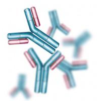 antibodies
