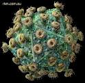 HIV1_17