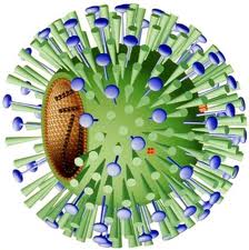 Influenza_Virus_18