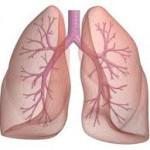 lungs