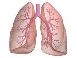 Lungs_18