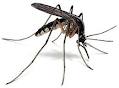 Malaria_Mosquito_08