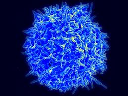 T_Cell_17