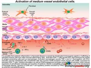 activation of medium vessel endothelial cells