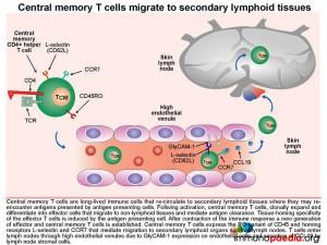 central memory T cells migrate to secondary lymphoid tissues