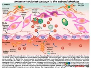 immune mediated damage to the subendothelium