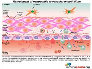 recruitment of neutrophils to vascular endothelium