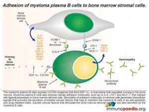 Adhesion of myeloma plasma B cells to bone marrow stromal cells