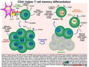 CD4 helper T cell memory differentiation