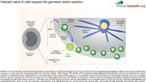 Infected naive B cells bypass the germinal centre reaction