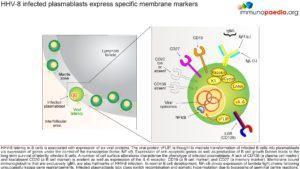 HHV-8 infected plasmablast express specific membrane markers