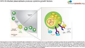 HHV-8 infected plasmablasts produce cytokine growth factors