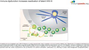 Immune dysfunction increases reactivation of latent HHV-8