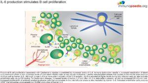 IL-6 production stimulates B cell proliferation