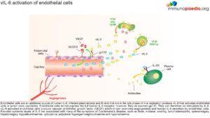vIL-6 activation of endothelial cells