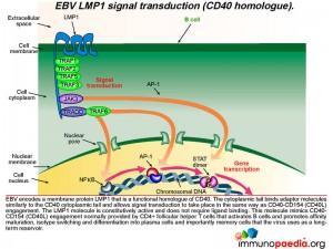 EBV LMP1 signal transduction CD40 homologue