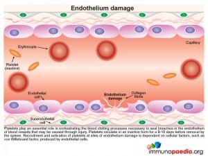 Endothelium damage