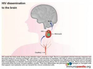 HIV dissemination to the brain