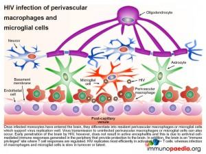 HIV infection of perivascular macrophages and migroglial cells