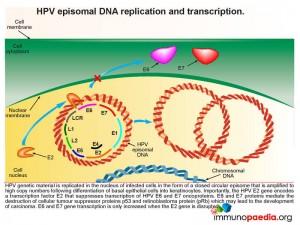 HPV episomal DNA replication and transcription