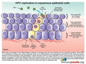 HPV-replication-in-squamous-epithelial-cells