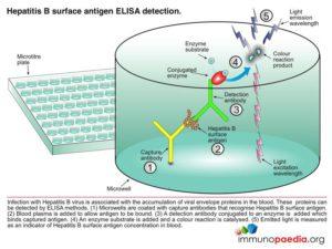 Hepatitis B surface antigen ELISA detection