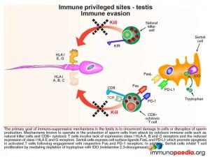 Immune privileged sites testis immune evasion