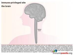 Immune privileged site the brain