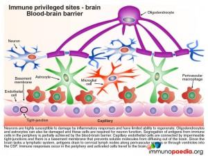 Immune privileged sites brain blood brain barrier