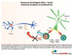 Immune privileged sites brain immune evasion constitutive