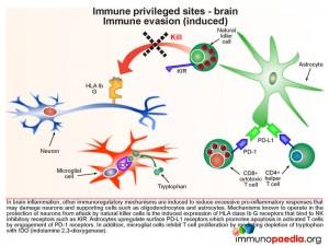 Immune privileged sites brain immune evasion induced