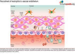 Kawasaki disease_Page_06.1