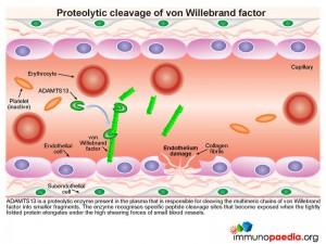 Preteolytic-cleavage-of-von-willebrand-factor