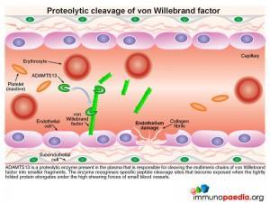 Preteolytic cleavage of von Willebrand factor